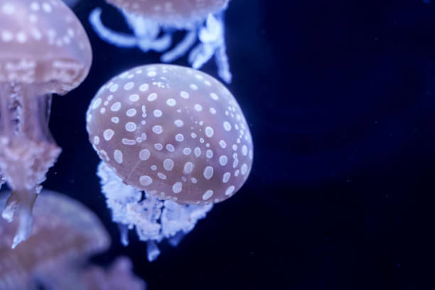 istock Spot Jellyfish black background underwater 1180621650
