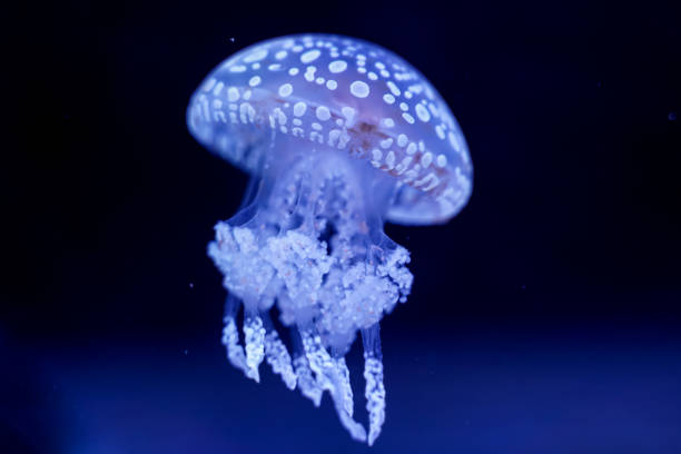spot jellyfish czarne tło pod wodą - scyphozoa zdjęcia i obrazy z banku zdjęć