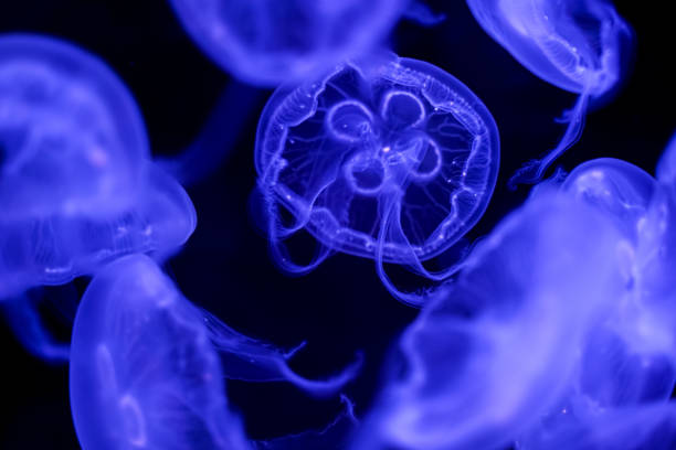 istock Moon Jellyfish black background underwater 1180621670