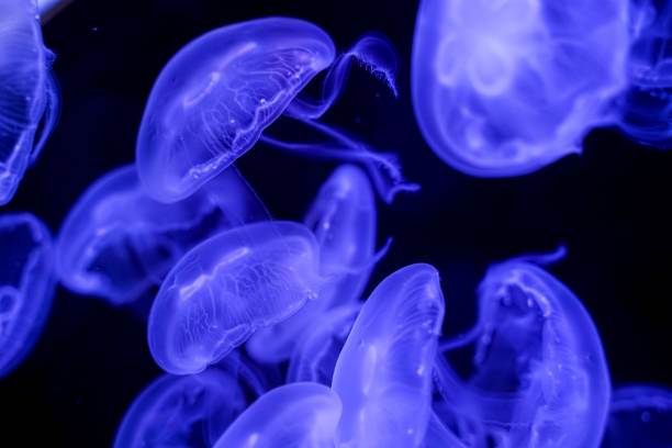 istock Moon Jellyfish black background underwater 1180621679