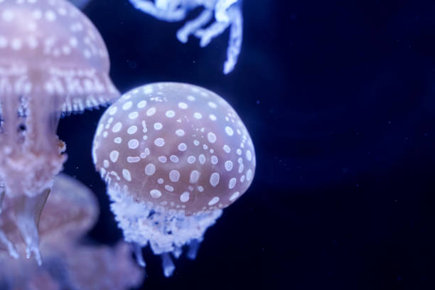 istock Spot Jellyfish black background underwater 1180621686