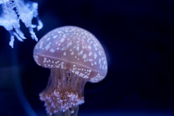 istock Spot Jellyfish black background underwater 1180621691