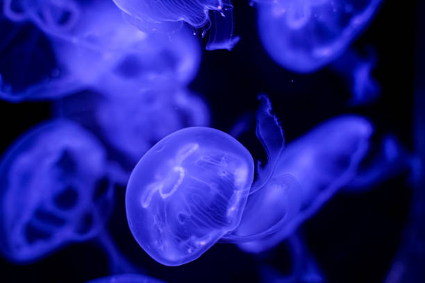 istock Moon Jellyfish black background underwater 1180621707