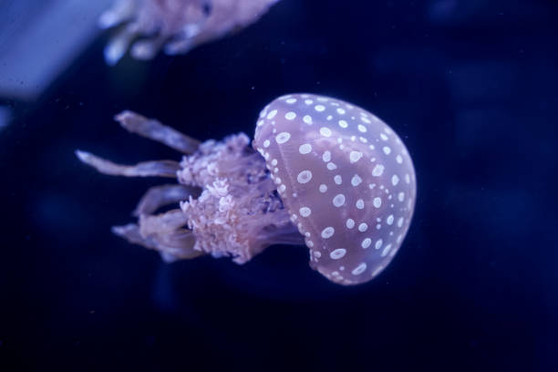 istock Spot Jellyfish black background underwater 1180621708