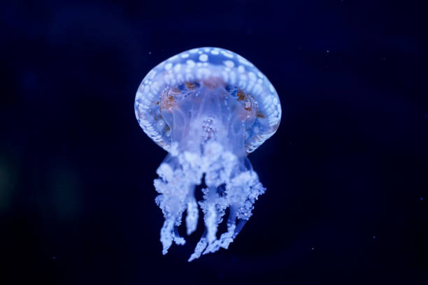 istock Spot Jellyfish black background underwater 1180621716