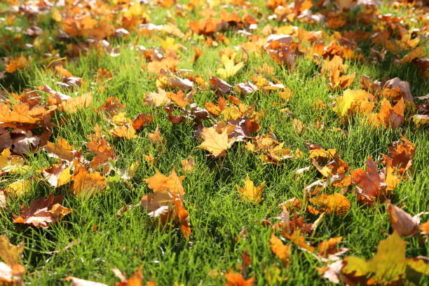 istock Yellow autumn leaves on the green grass 1180622574