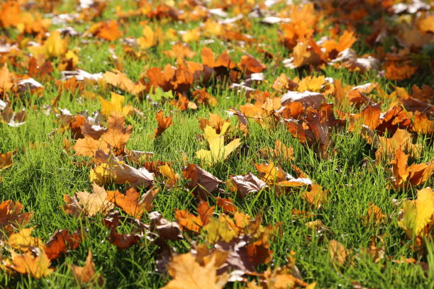 istock Yellow autumn leaves on the green grass 1180622578