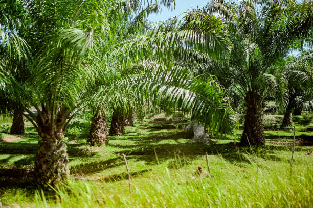 New  green palm oil plantation. stock photo