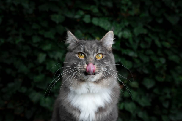 cats ivy background front view portrait of a young blue tabby maine coon cat in front of wall covered with ivy leaves licking over lips looking at camera cat sticking out tongue stock pictures, royalty-free photos & images