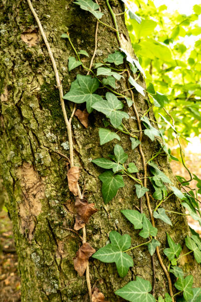 istock ivy on a trunk in a forest 1180623110