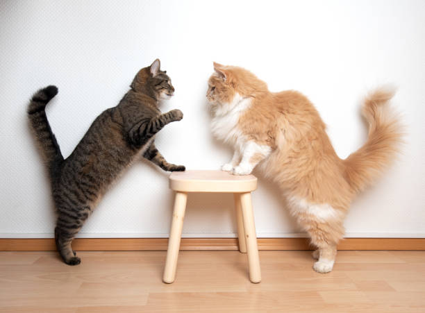 кошачья битва - cat fight стоковые фото и изображения