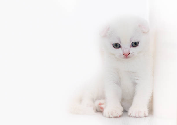 istock Cute white Scottish fold kitten sitting on white 1180623174
