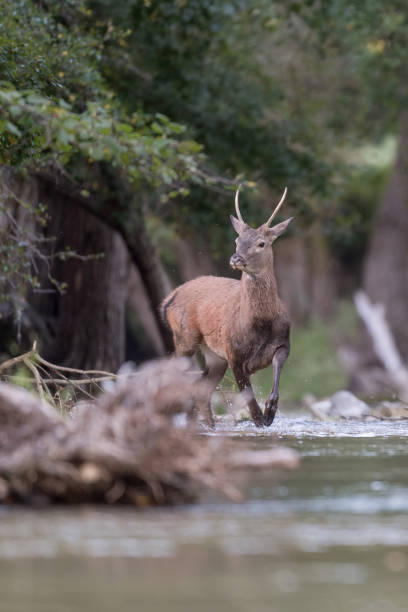 istock Young deer in the woodland (Cervus elaphus) 1180623775