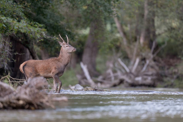 istock Young deer in the woodland (Cervus elaphus) 1180623777