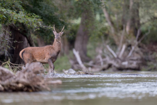 istock Young deer in the woodland (Cervus elaphus) 1180623788