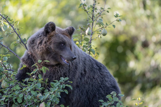istock The Marsican brown bear (Ursus arctos marsicanus) 1180623789