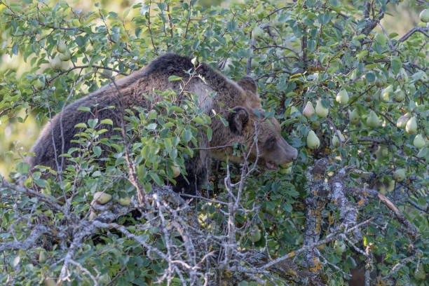 istock The Marsican brown bear (Ursus arctos marsicanus) 1180623840