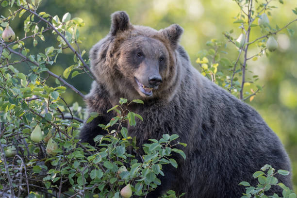 The Marsican brown bear (Ursus arctos marsicanus)