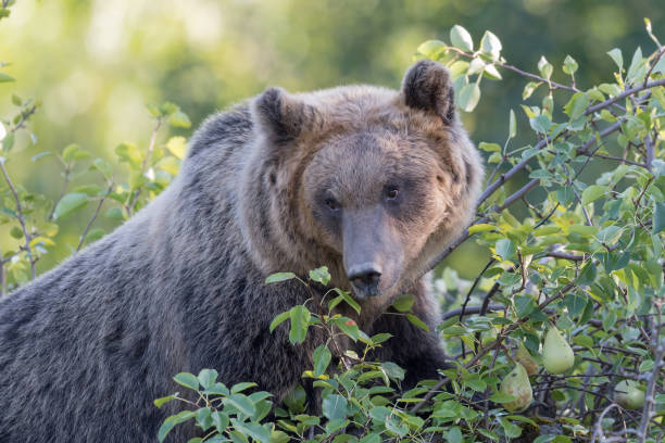 istock The Marsican brown bear (Ursus arctos marsicanus) 1180623929
