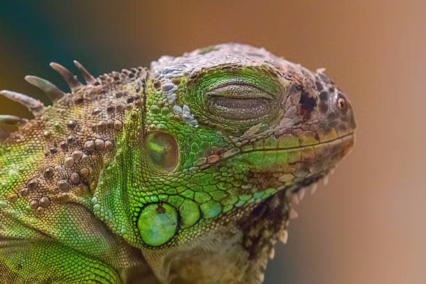 istock Close up Portrait Green Iguana 1180624122