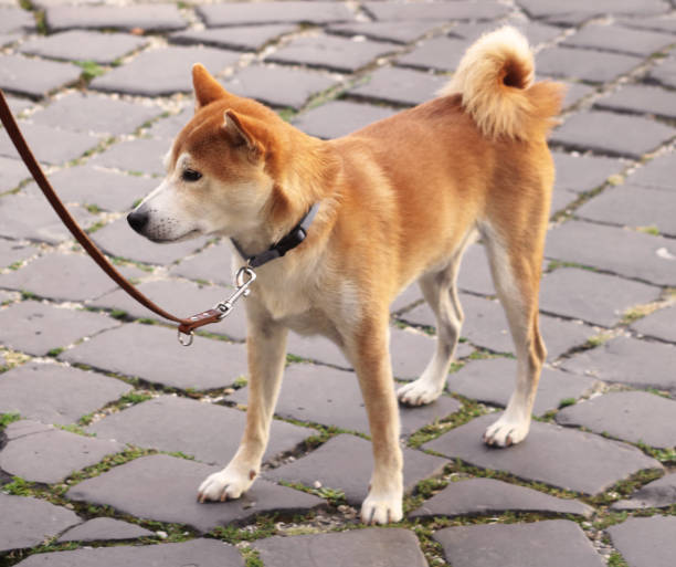 Akita inu dog on a leash is walking in the city stock photo