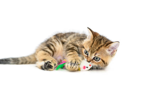 istock Cute Scottish fold kitten playing with a toy isolated 1180624187