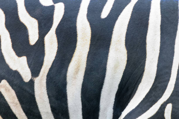 istock Natural Texture of the Zebra Skin, Zebra Pattern, Zebra Background, Black and White Stripes 1180624191