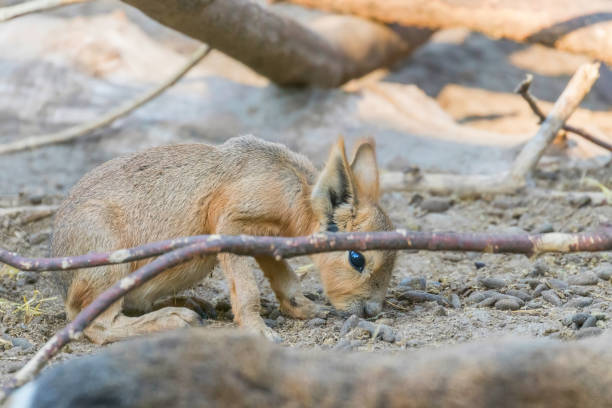 istock Patagonian Mara (Dolichotis patagonum) Large Sort of Rabbit 1180624232