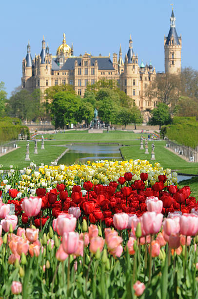 tulips and Schwerin (Germany)  schwerin castle stock pictures, royalty-free photos & images