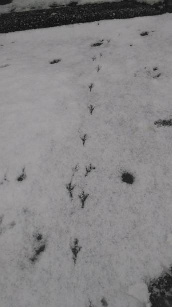 istock Bird foot prints in the snow 1180628647