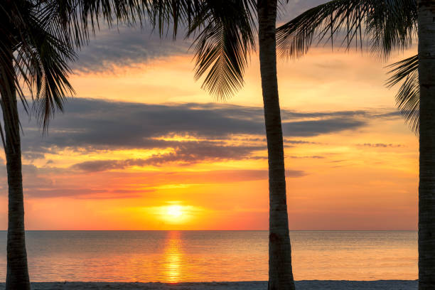 istock Sunrise at coconut palm in tropical beach 1180628744