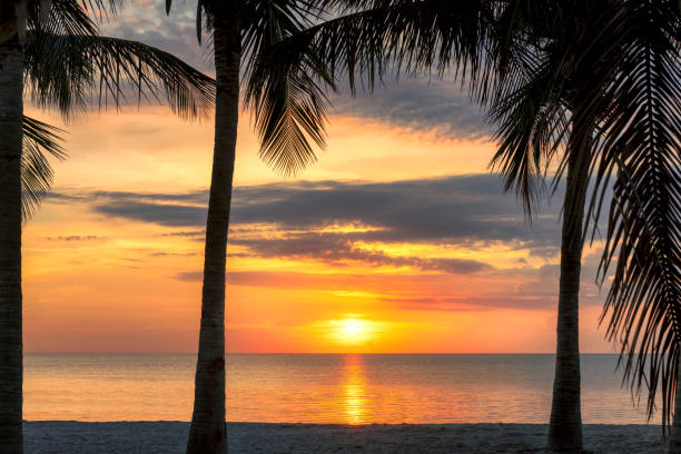 istock Sunrise at coconut palm in tropical beach 1180628746