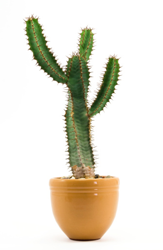 Cactus in flowerpot over white background.