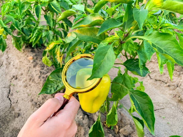The food scientist checks the peppers for chemicals and pesticides. Growing organic vegetables. Eco-friendly products. Pomology. Agriculture and farming. GMO test. Study quality of soil and crop. el científico de alimentos revisa los pimientos en busca de productos químicos y pesticidas. cultivo de verduras orgánicas. productos ecológicos. pomología. agricultura y agricultura. prueba de omg. estudiar la calidad del suelo y los cultivos.