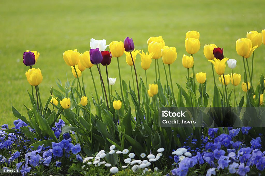 Túlipas amarelo e azul Amor-perfeito - Royalty-free Amarelo Foto de stock