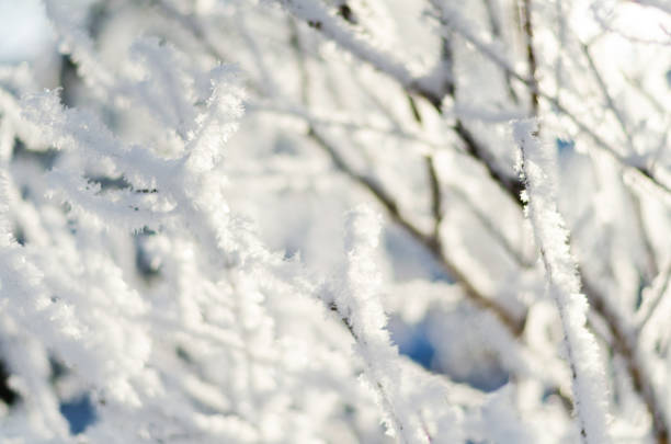 istock tree branches in the frost in the winter orchard 1180630634