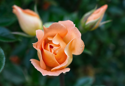 Closeup of beautiful orange rose photographed in organic garden with blurred leaves nature and roses concept.