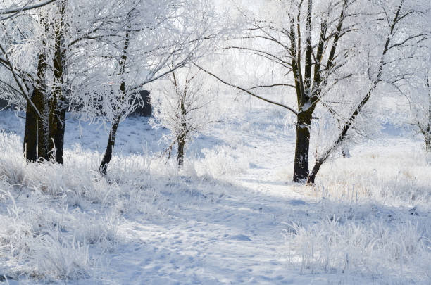 istock trail in winter Park covered with snow 1180630939