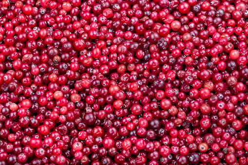 raw cranberries closeup scattered as a background. place for text