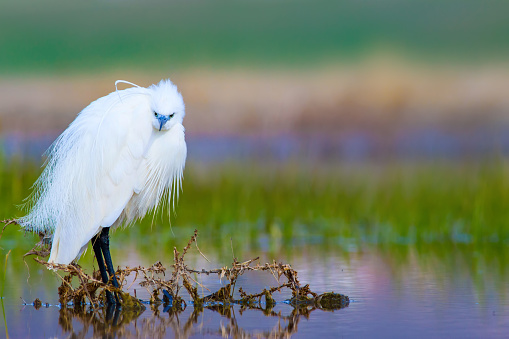 Bird: Little Egret. Egretta garzetta.