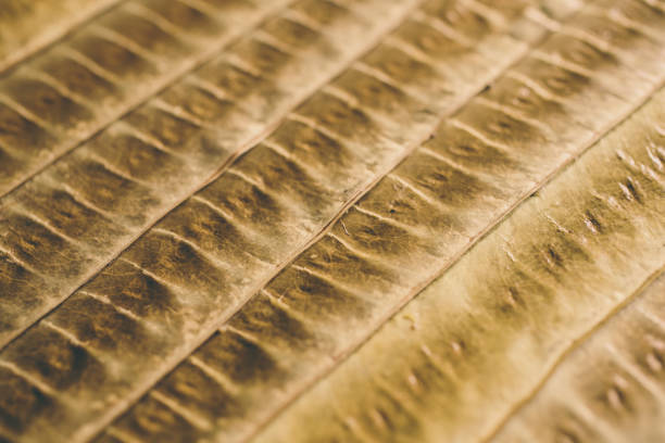 Macro view of brown leaf texture and background for design. Organic and natural pattern. Abstract texture and background for designers. Dry leaves background. Close up of brown leaf texture.