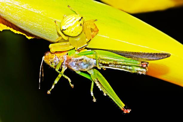 istock Spider hunting grasshopper for food. 1180634985