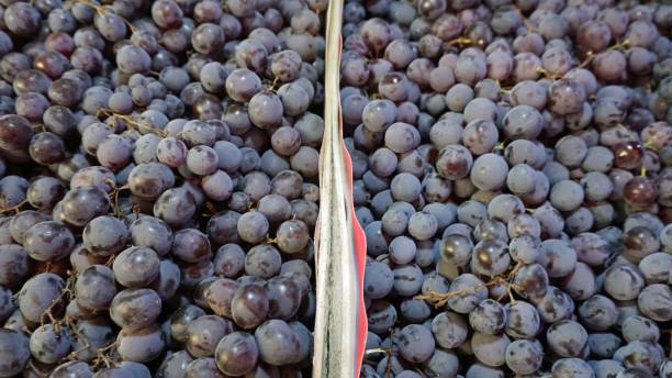 cibo fresco dal mercato di skopje - agrigulture foto e immagini stock