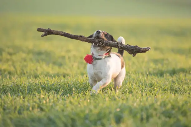 Little happy size madness Jack Russell Terrier dog carries a large branch on a green meadow