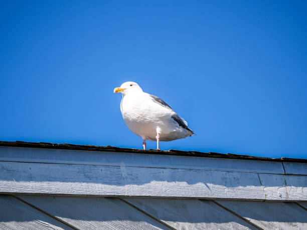 istock Seagull in San Francisco Bay, Pier 39 1180637986