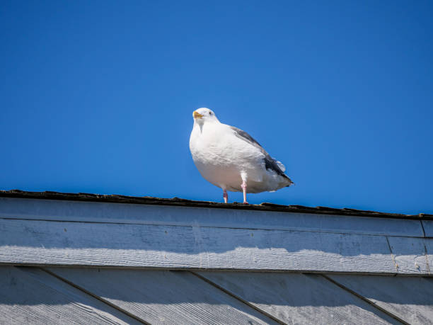 istock Seagull in San Francisco Bay, Pier 39 1180638283