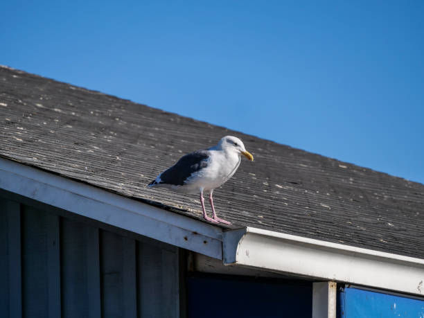 istock Seagull in San Francisco Bay, Pier 39 1180638452