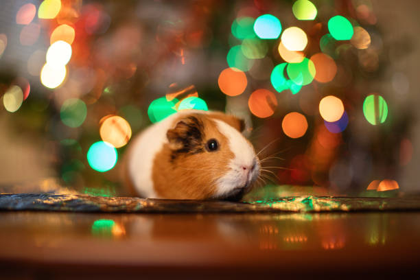 istock Guinea pig with christmas tree on background 1180639489