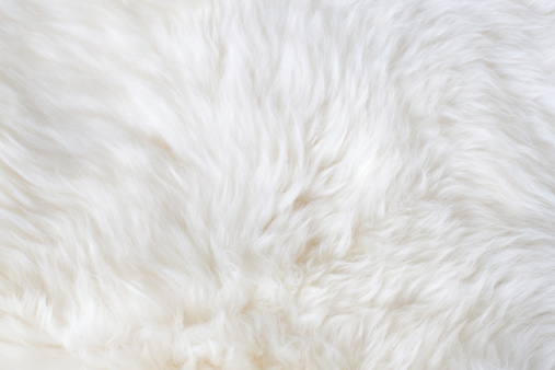 White fur photo