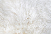 White fur